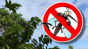 Bontang Kaltim Jadi Pilot Project  Wolbachia, Bakal Melepas Jutaan Nyamuk Wolbachia