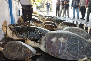 Ditpolairud Polda Bali Gagalkan Penyelundupan Penyu Hijau asal Madura.