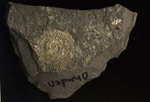 Misteri Fosil Emas Zaman Jurassic usia 183 Juta Tahun, Terungkap Mengandung Mineral Langka
