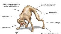 Tanda-Tanda RABIES Pada Anjing