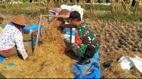 Mendukung Ketahanan Pangan, Babinsa Bantu Petani Panen Padi