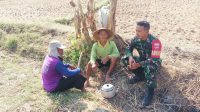 Keakraban Babinsa Dengan Petani Mengobrol Di Hamparan Sawah