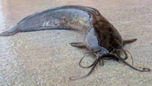 Ikan Lele Berkumis Pencegah Stunting