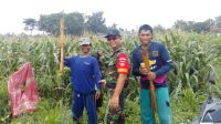 Semanis Jagung Saat Bersama Petani Panen Jagung