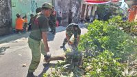 Gotong Royong Babinsa Kemlayan, DLH, Limas & Warga Pangkas Pohon Antisipasi Pohon Tumbang