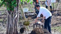 Presiden Tanam Pohon Bersama Masyarakat Manggarai Barat NTB, Tindakan Nyata Hadapi Perubahan Iklim