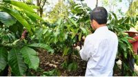 Presiden Jokowi Dorong Peningkatan Produktivitas Kopi