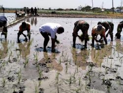 Kunjungan Kerja Wamentan RI dan Komitmen Kodim Boyolali Dalam Perluasan Areal Tanam